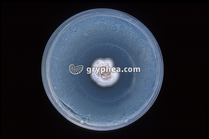 Expérience de Fleming - gryphea.com